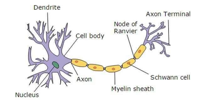 According to length of axon and function of neuron