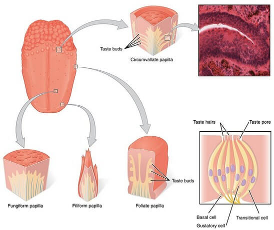 Anatomical Classification of Receptors