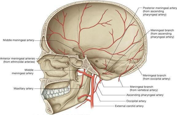 Arterial Supply of Dura Mater