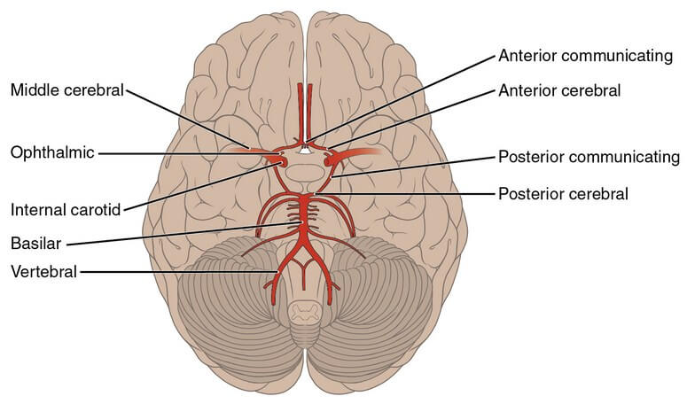 Arteries of Brain
