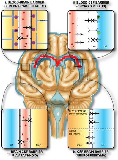 Blood-Brain Barrier