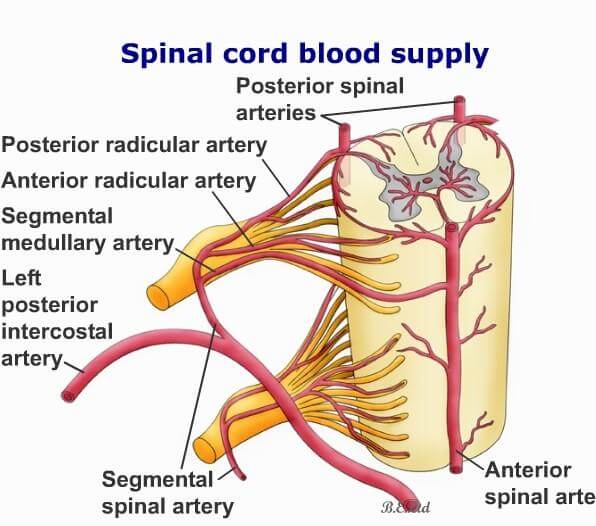 Blood Supply Of Spinal Cord