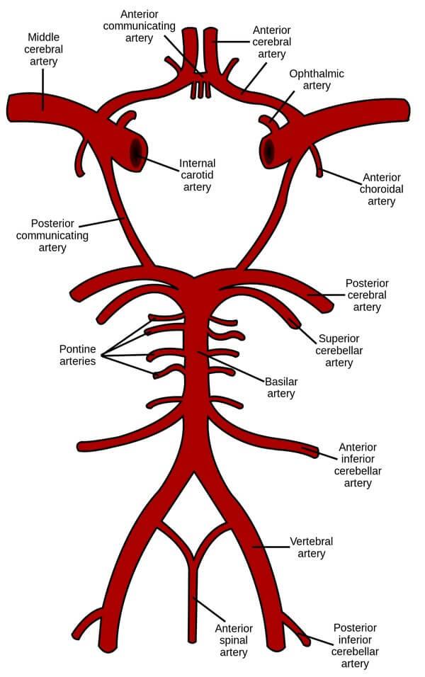 Branches of Circle of Willis