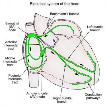 Conducting system of the heart