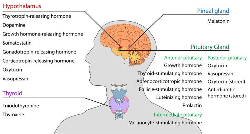 Connections of Hypothalamus