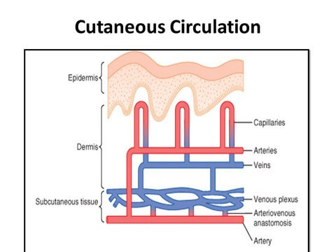 Cutaneous Circulation