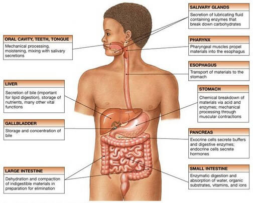 Digestive Secretions