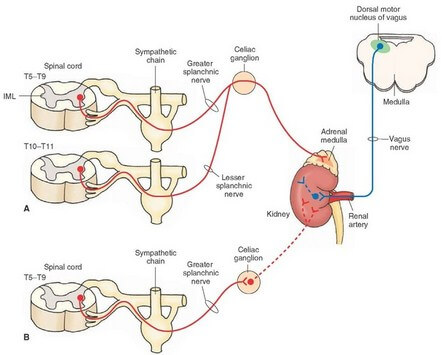 Efferent Component of Sympathetic System