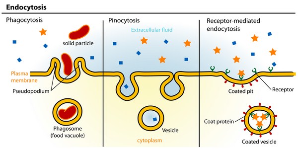 Endocytosis