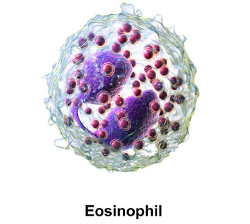 Eosinophils