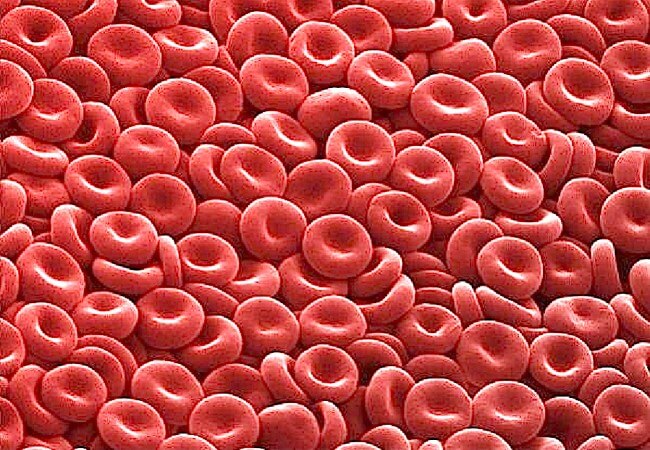 Erythrocytes