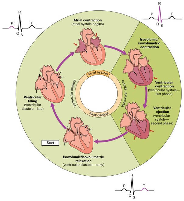 Events in ventricular systole