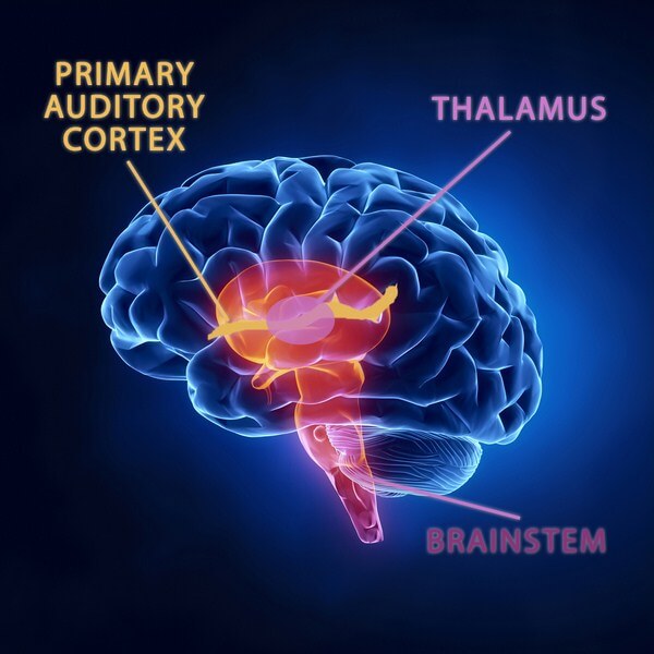 Features of Thalamus