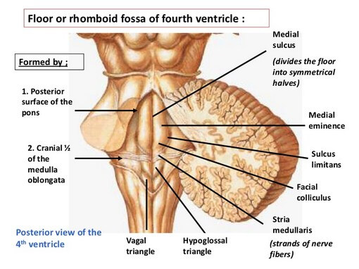 Floor or Rhomboid Fossa