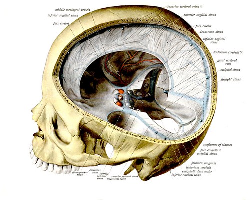 Folds of Dura Mater