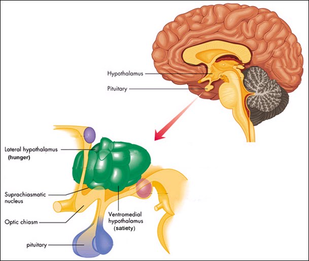 Functions of Hypothalamus