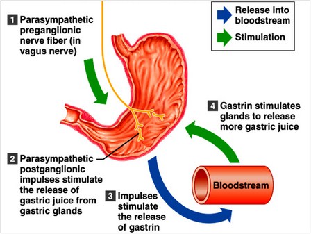 Gastric secretion