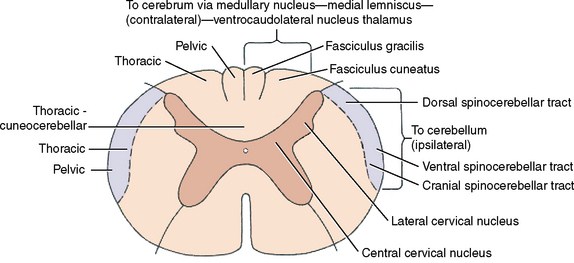 General proprioceptors