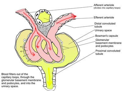 Glomerular Filtration