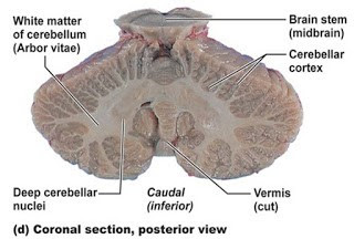 Internal Structure Of Cerebellum