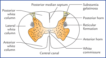 Internal Structure Of Spinal Cord