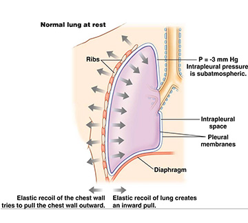 Intrapleural pressure - Kypho