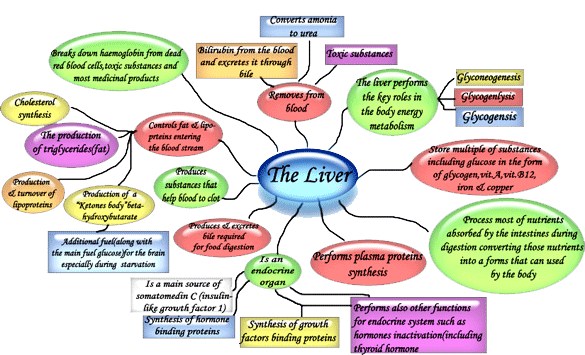 Liver Functions