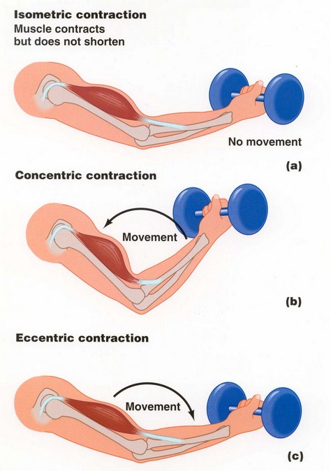 Mechanics Of Muscle Contraction