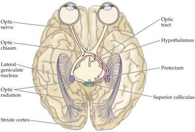 Medial and Lateral Geniculate Body