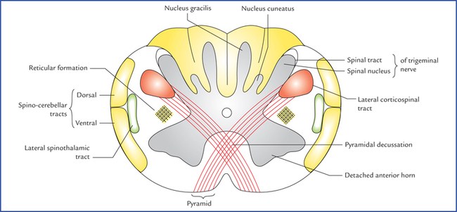 Medulla oblongata at its lower end