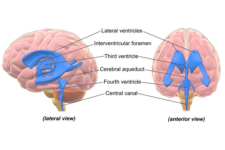 Medulla oblongata at its middle