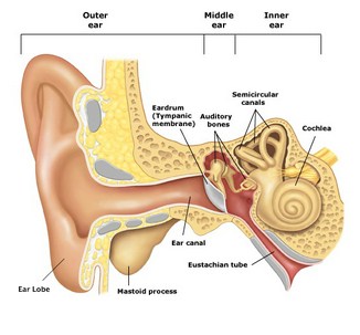 Middle ear