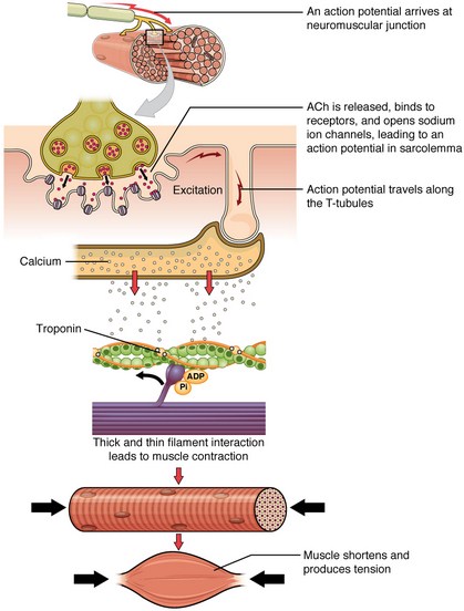 Molecular Events During Muscular Contraction