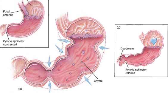 Movements of stomach
