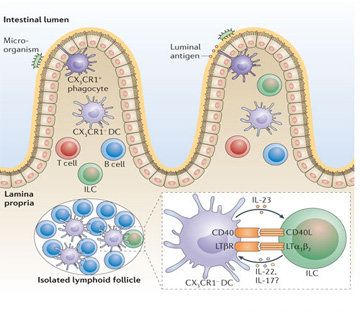 Mucosal Immune System