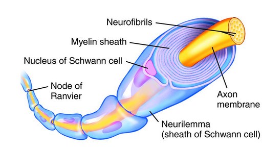 Myelin Sheath