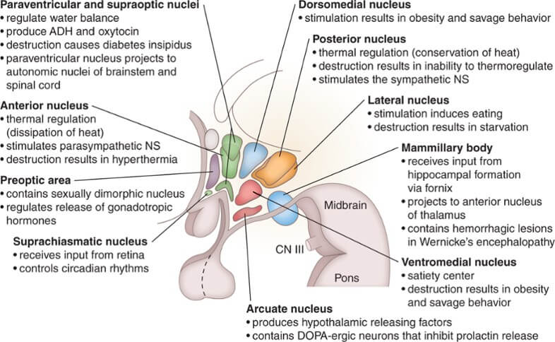 Nuclei Of Hypothalamus Kypho 3983