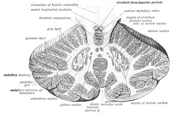 Nuclei Of Cerebellum