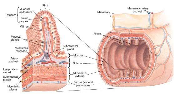 Organization of digestive tract