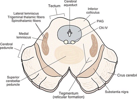 Organization of Internal Structure at Different Level of Brainstem