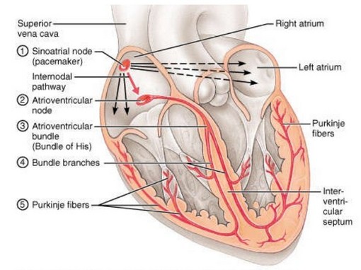 Origin of cardiac impulse