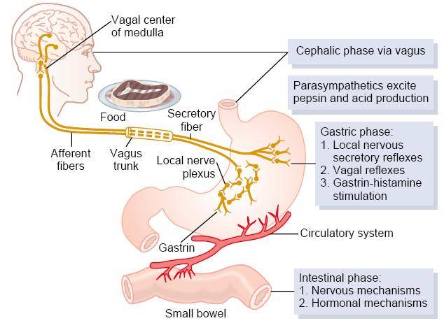 Phases of gastric secretion