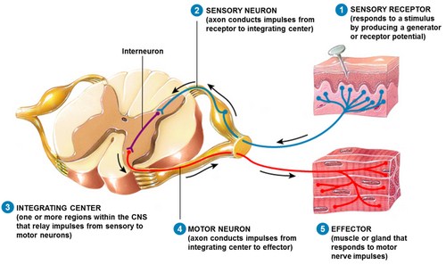 Principles Of Functions Of Nervous System