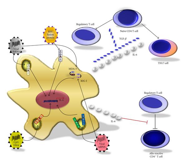 Regulatory mechanisms