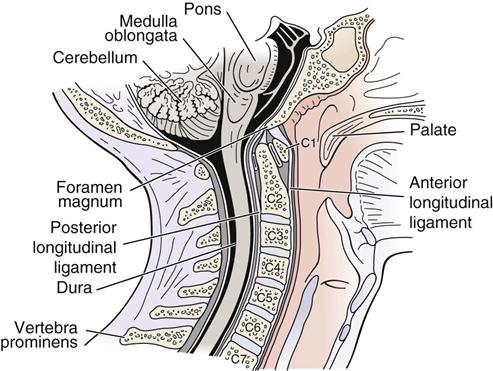 Relations of Brainstem