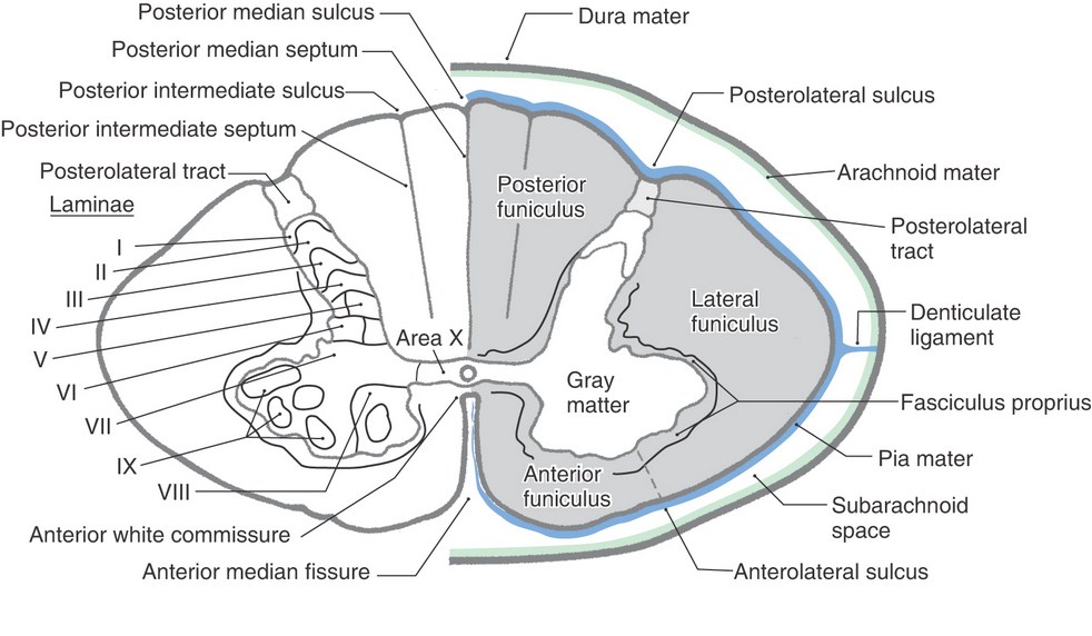 Rexed’s Lamination Of Spinal Gray Matter