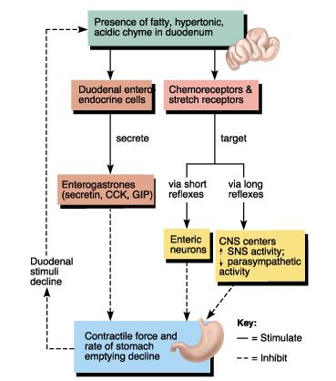 Secretin and GIP