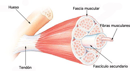 Skeletal Muscle