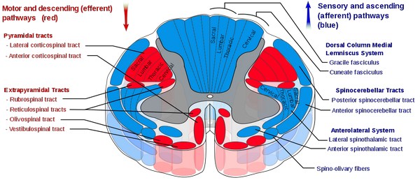 Spinocerebellar tracts