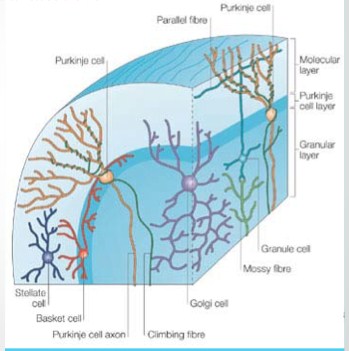 Structural Detail Of Cerebellar Cortex